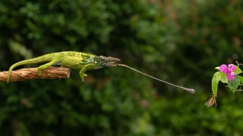 Top 10 Most Bizarre and Strangest Animals on Earth