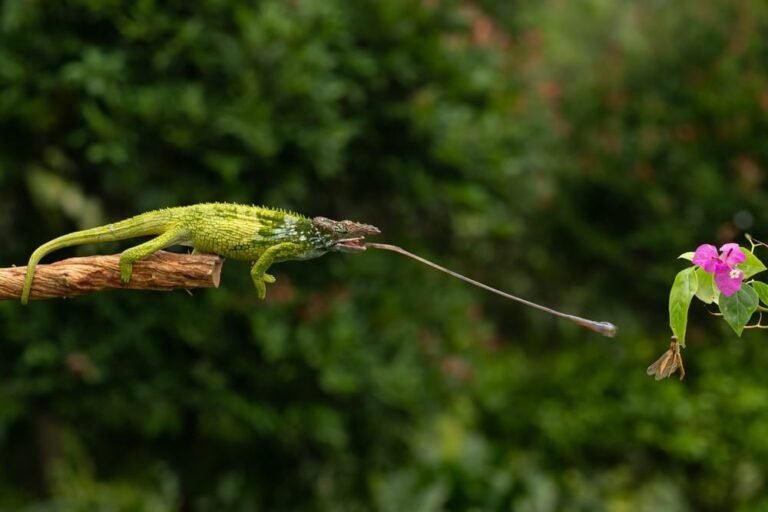 Top 10 Most Bizarre and Strangest Animals on Earth