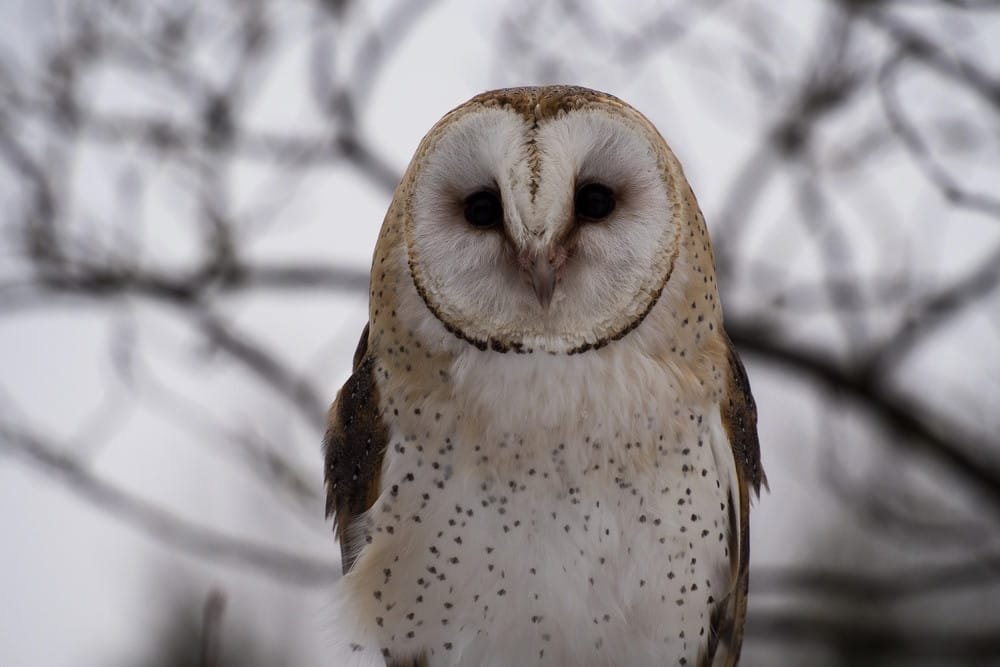 Barn Owl
