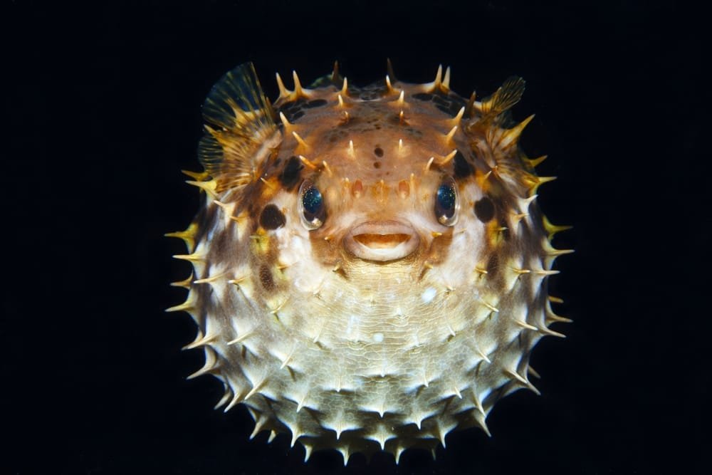 White-spotted Pufferfish