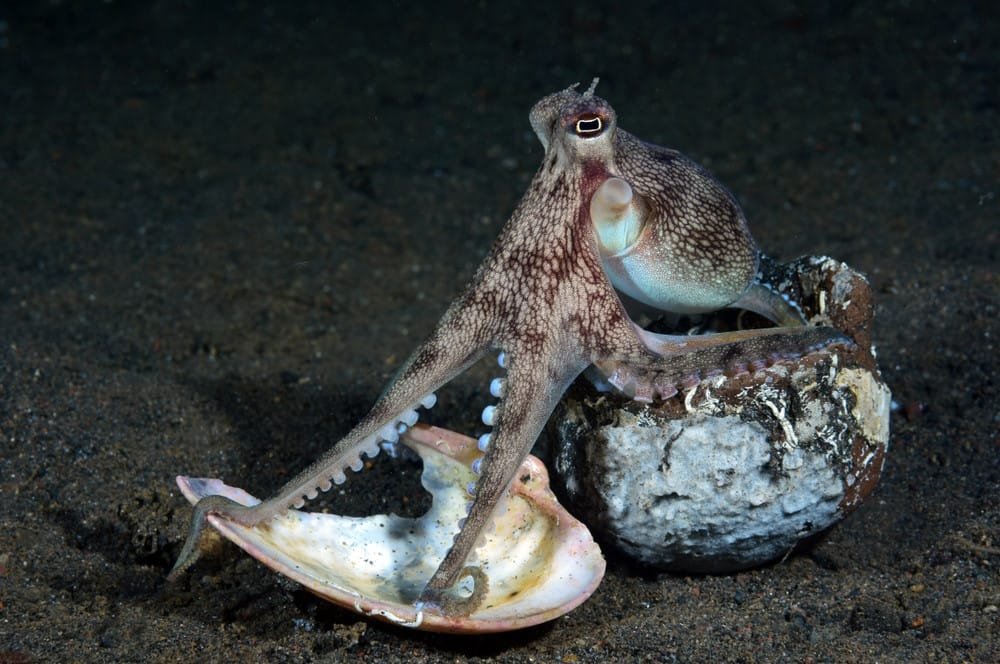 Octopus