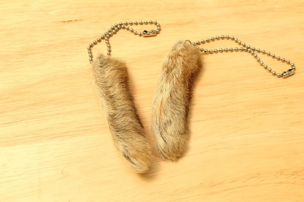 Rabbit