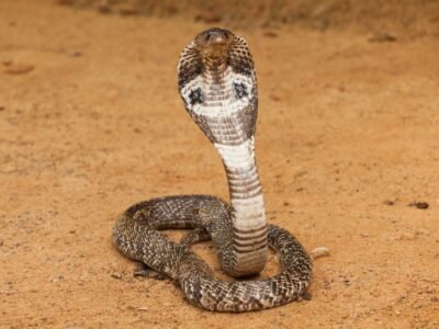 King Cobra