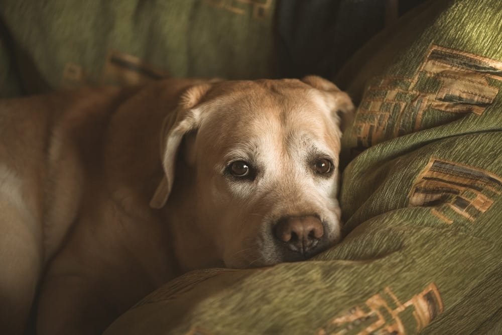 Labrador Retriever