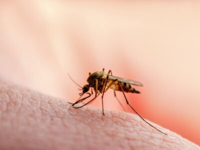 Mosquitoes buzzing around your ear at night