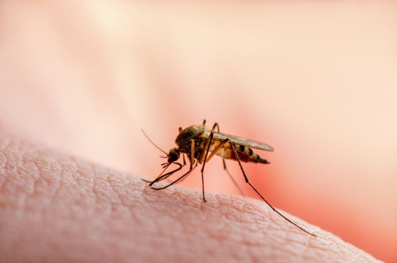 Mosquitoes buzzing around your ear at night