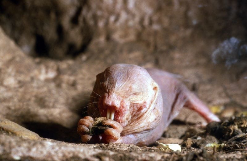 Naked Mole-rat
