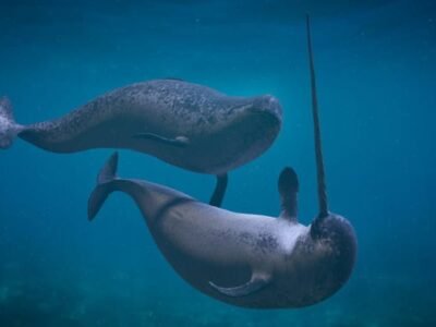 Narwhal
