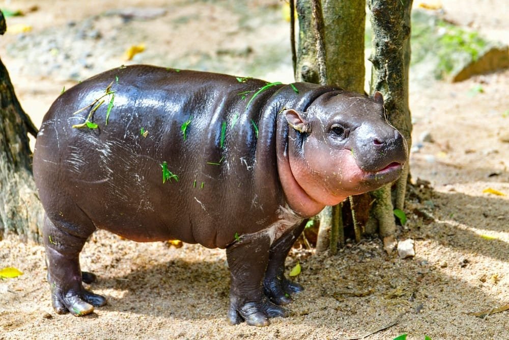 Hippopotamus