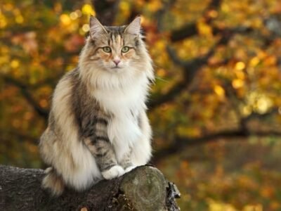 Norwegian Forest Cat