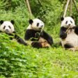 Top 10 Cutest Animals in the World