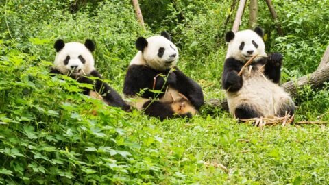 Top 10 Cutest Animals in the World