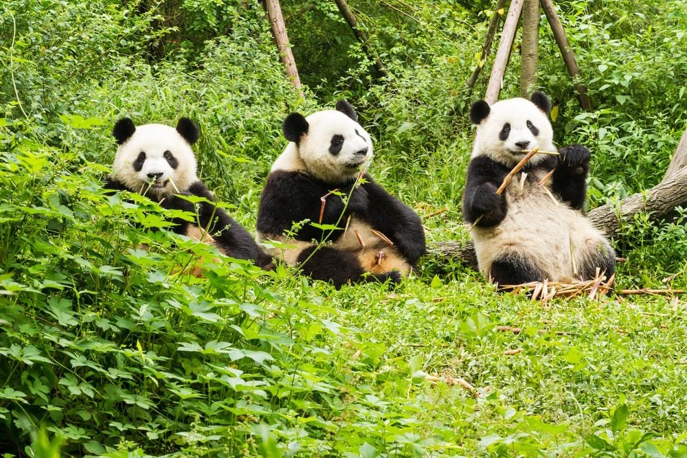 Top 10 Cutest Animals in the World