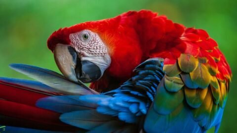 Top 10 Animals with the Most Bizarre Courtship Tricks and Mating Dances