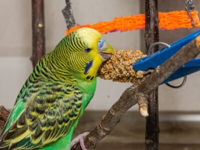 Budgie