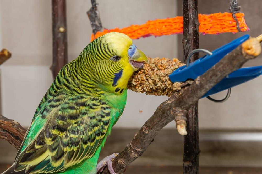 Budgie