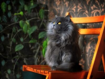 Persian Cat