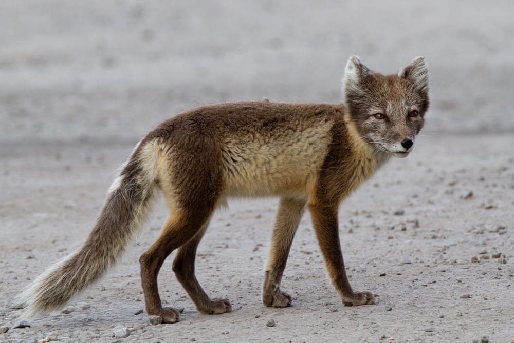 Arctic Fox