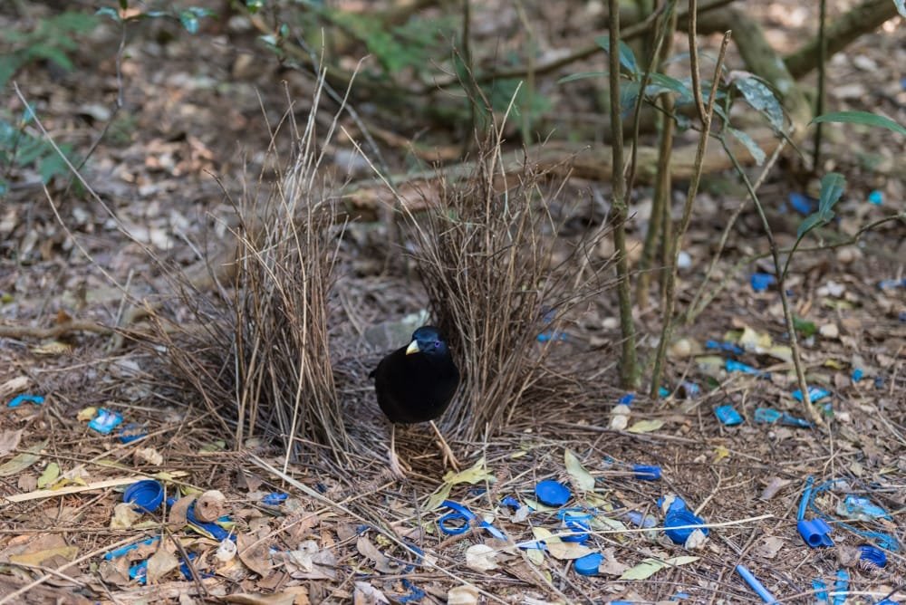 Bowerbird