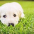 Top 10 Best Family Dogs