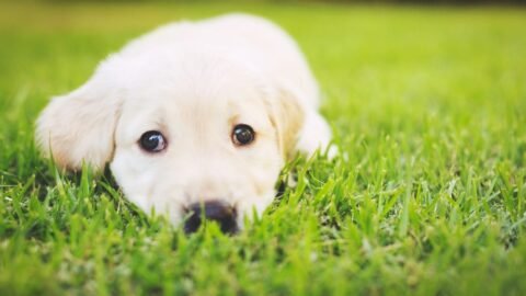Top 10 Best Family Dogs
