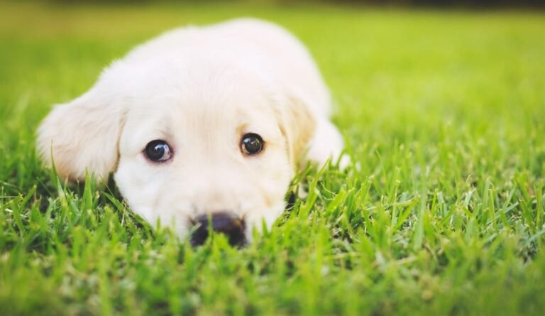Top 10 Best Family Dogs