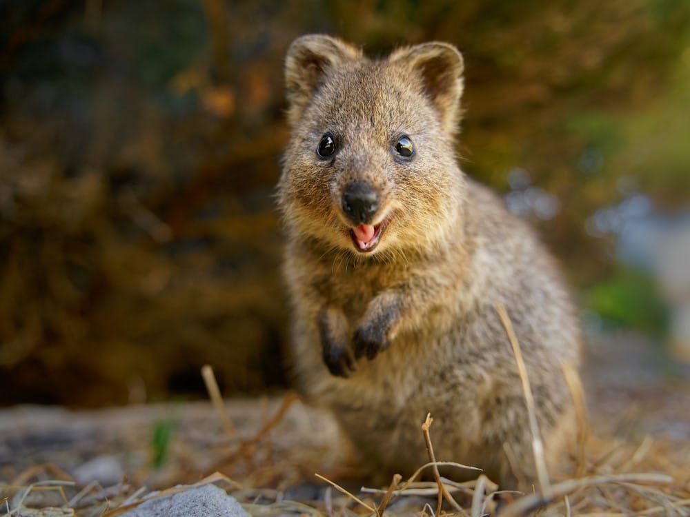 Quokka