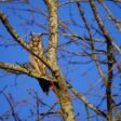 Top 10 Animals with the Best Camouflage