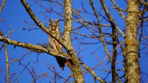 Top 10 Animals with the Best Camouflage