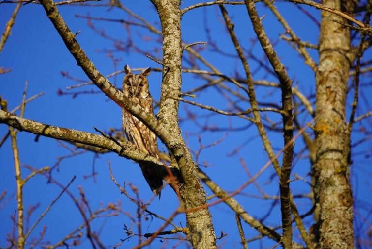 Top 10 Animals with the Best Camouflage