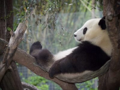 Giant Panda