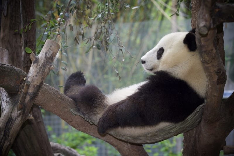 Giant Panda