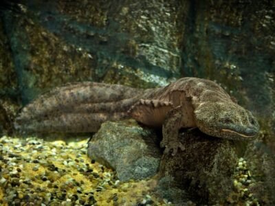 Chinese Giant Salamander (The Largest Amphibian)