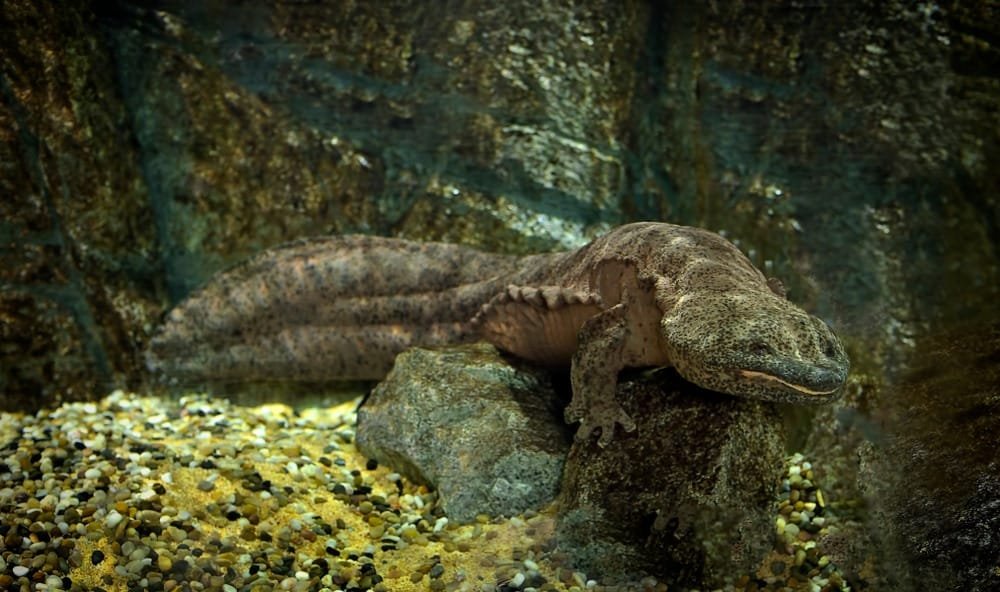 Chinese Giant Salamander (The Largest Amphibian)