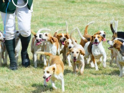 Beagle