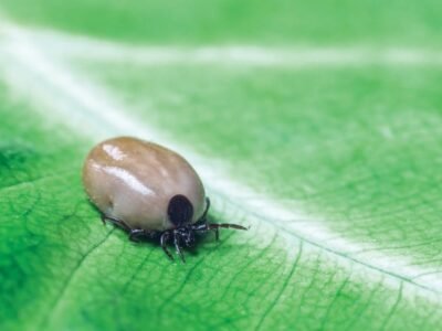 Castor Bean Tick