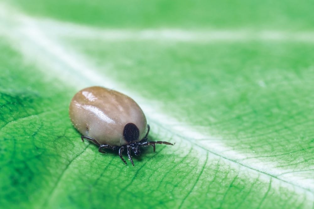 Castor Bean Tick