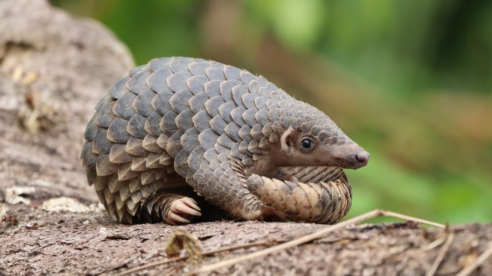 Pangolin