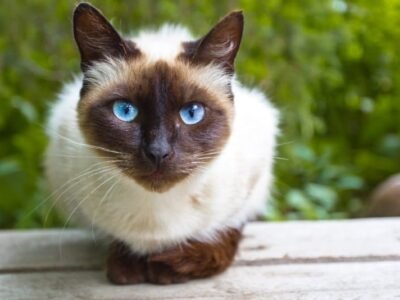 Siamese