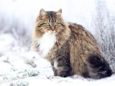Siberian Cat
