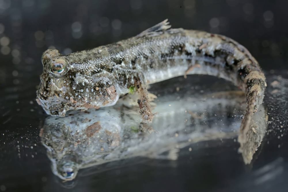 Flatfish (Flounder and Plaice)