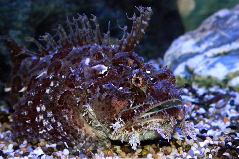 Stonefish