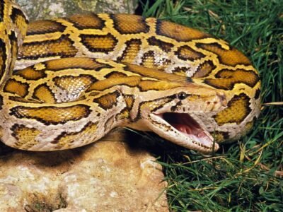 Burmese Python