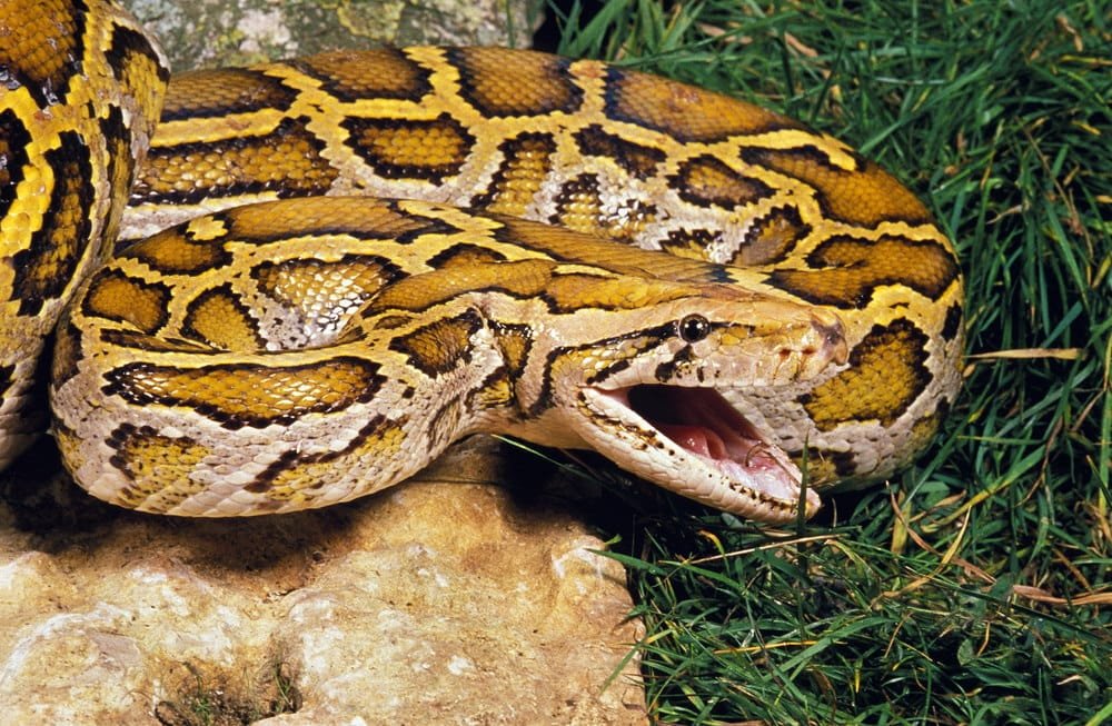 Burmese Python