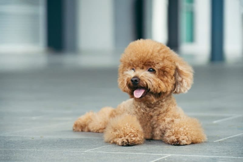 Poodle