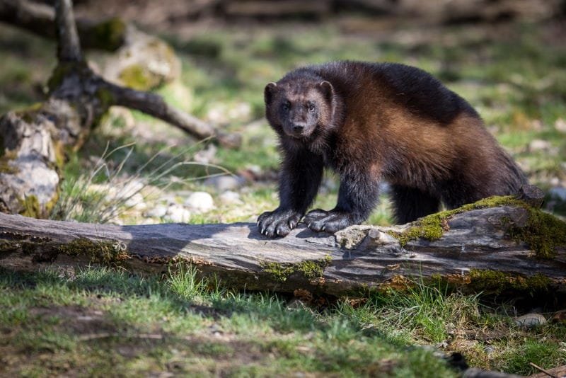 Wolverine