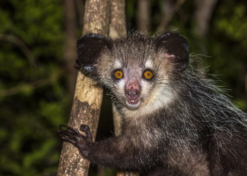 Aye-aye