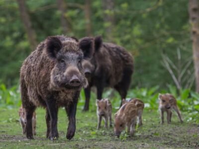 Wild Boar