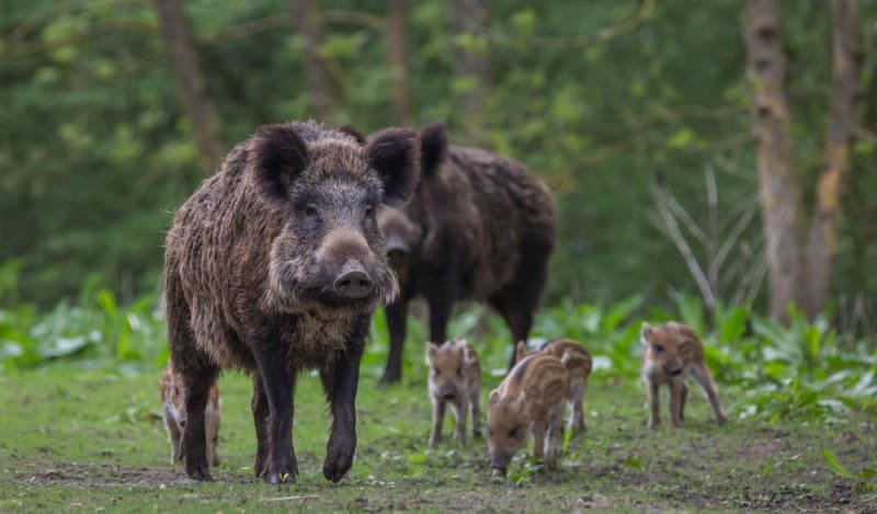 Wild Boar