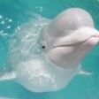 Top 10 Most Majestic Sea Creatures